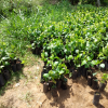 samurdhi_ plant_donation